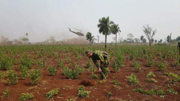 Policial trabalha na destruição de plantação de maconha.Foto: Senad