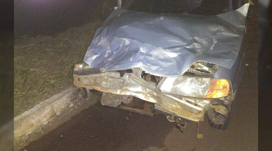 Motorista atropela anta em rodovia e tem carro destruído