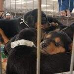 Feira terá 100 cães e gatos para adoção neste sábado em Campo Grande