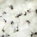 Dos 9,6 mil casos notificados de dengue em MS, mais de metade foi registrado em Três Lagoas