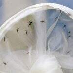 Pesquisador da UFGD cria armadilha para o mosquito da dengue