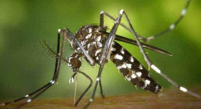 Não há qualquer evidência científica de que mosquitos