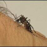 Em 2019, MS teve 40,5 mil casos confirmados de doenças causadas pelo Aedes aegypti