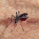 Método internacional de combate à Dengue, Zika e Chikungunya será testado em Campo Grande