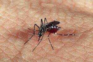 Aedes egypti. (Foto: Ministério da Saúde | Divulgação)