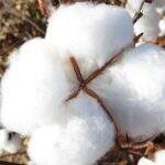 Brasil pode ter colheita recorde de algodão neste ano