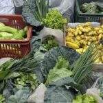 Estado avalia como cumprir lei da distribuição de alimentos da agricultura familiar a estudantes