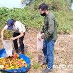 Voluntários levam quase 2 t de alimentos para animais afetados nas queimadas do Pantanal