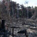 Fogo na Amazônia é em desmate, afirma Embrapa