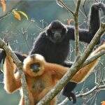 Amor traz esperança para os primatas mais raros do mundo.