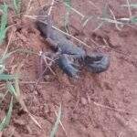 Invasão de insetos: terreno baldio causa infestação de escorpiões em bairro