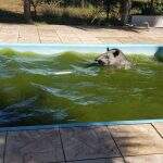Vídeo: anta de 270 kg é resgatada em piscina de chácara de Campo Grande