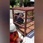 VÍDEO: Com asas machucadas, arara azul é resgatada de fazenda em Bonito