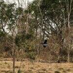 Incêndios já destruíram 92% da área de preservação de araras azuis no Pantanal