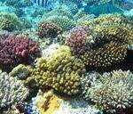 Protetor solar pode contribuir para destruição dos recifes de coral