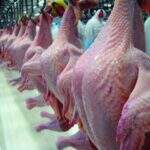 Paquistão abre mercado para carne brasileira de aves