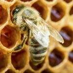 Mulher de 48 anos morre após ser picada por abelha em MS