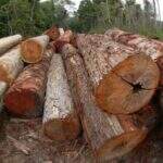 Exportação de madeira certificada cresceu 10% em 2014