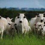Em 10 dias, preço da arroba do boi despenca até 11,07% em Mato Grosso do Sul