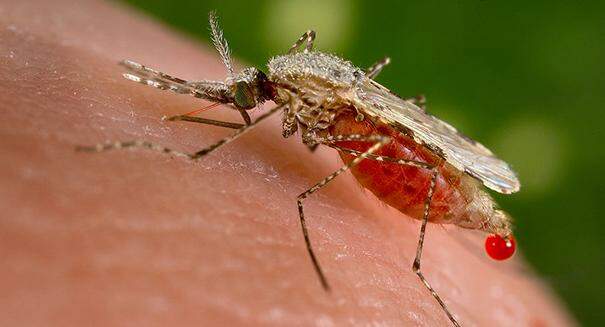 Ministério da Saúde lança guia online sobre a chikungunya