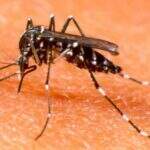 Dengue pode ter mais casos até maio e chegar perto da epidemia de 2013