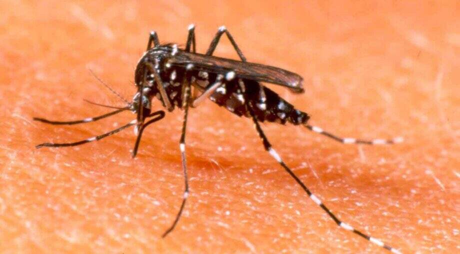 Dengue pode ter mais casos até maio e chegar perto da epidemia de 2013