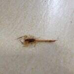 Morador trava ‘guerra’ contra escorpiões que surgem no local de trabalho e residência