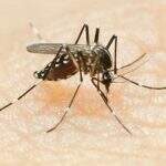 MS fecha 2019 com 579 casos notificados de Chikungunya