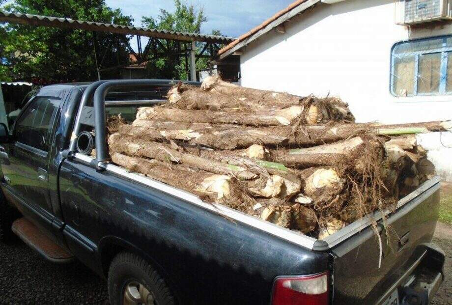 PMA apreende carga ilegal de palmitos e aplica multa de R$ 44,7 mil
