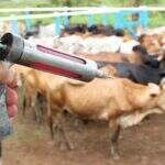 Governo quer vacinar 19 milhões de cabeças de gado contra aftosa