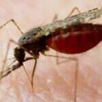 Vacina contra malária chega à fase final de testes