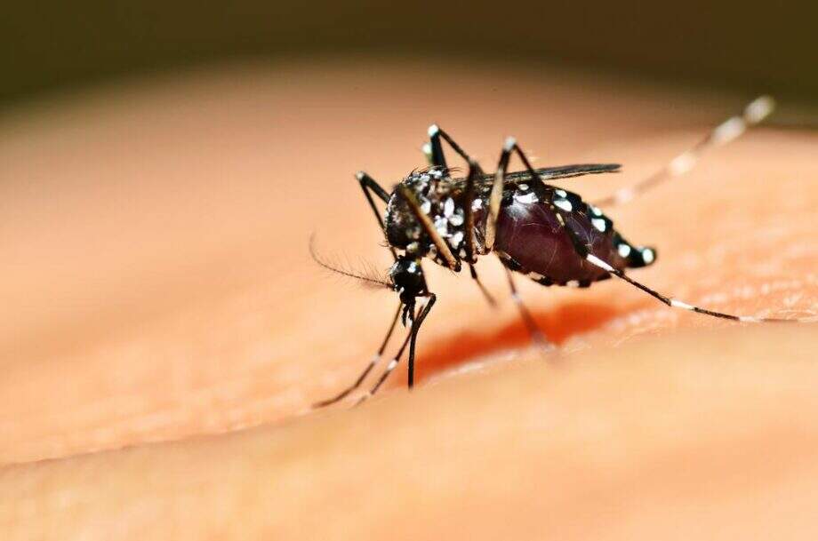 França sai na frente na corrida pela aprovação de vacina da dengue