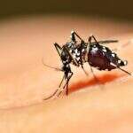 Brasil registra 220 casos de dengue por hora nos três primeiros meses