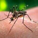 Campo Grande ultrapassa 3.500 casos de dengue no ano