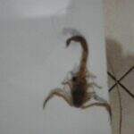 Atriz campo-grandense reclama da ‘visita’ de quatro escorpiões em um mês