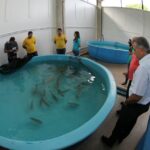 Manter peixes até abertura do Aquário do Pantanal custará mais R$ 1,5 milhão