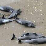 Quase 150 golfinhos são encontrados em praia do Japão