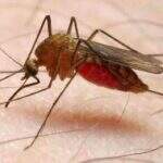 Apesar dos esforços globais, malária ainda mata 500 mil pessoas por ano