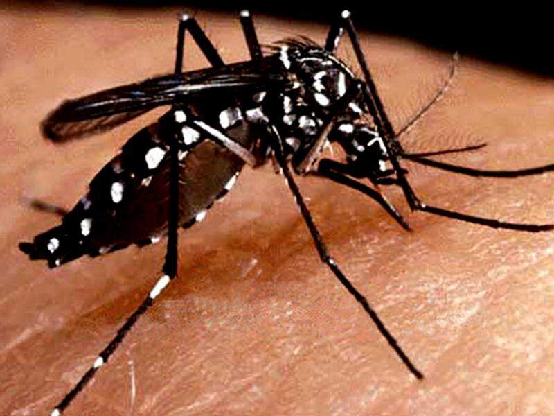 Vídeo: Bombeiro de SP ensina como preparar repelente contra mosquito da dengue
