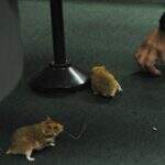 VÍDEO: ratos soltos na CPI tumultuam depoimento de tesoureiro do PT