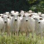 Governo prorroga cadastro de animais bovinos e bubalinos
