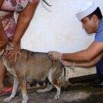 Corumbá pretende vacinar 25 mil animais contra a raiva até o fim do mês