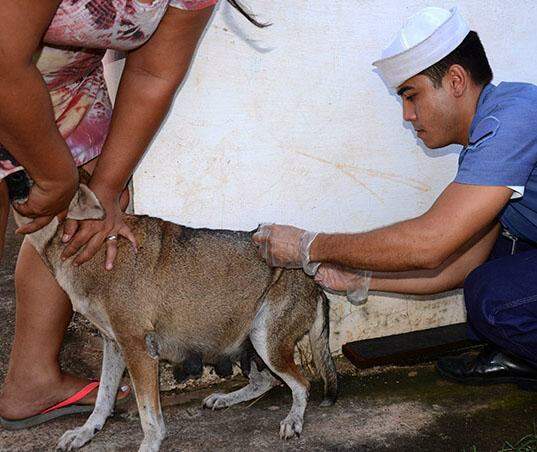 Corumbá pretende vacinar 25 mil animais contra a raiva até o fim do mês