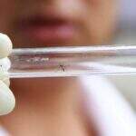 Dengue faz mais uma vítima no Estado e 11 mortes são registradas