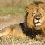 Zimbábue restringe a caça de grande porte após morte do leão Cecil