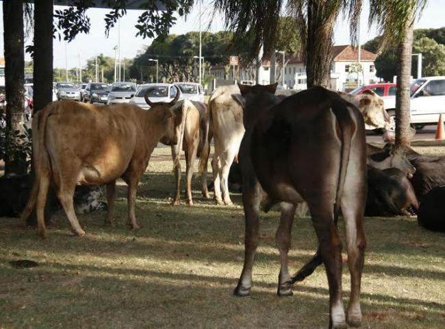 Dono de vacas que pararam a Duque de Caxias vai ter de pagar multa