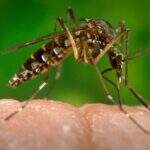 Projeto de lei em MS promove a prevenção da dengue e chikungunya