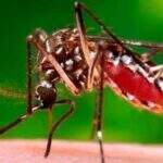 Situação alarmante faz MPE acompanhar ações contra Aedes aegypti