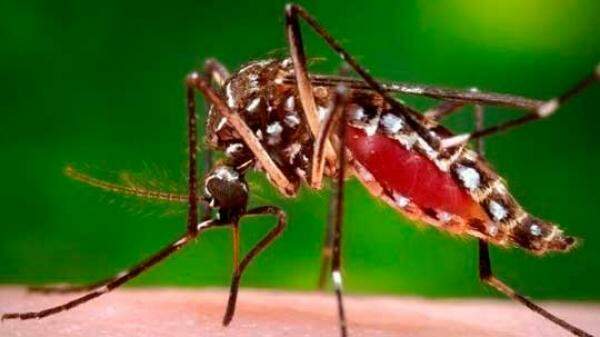Situação alarmante faz MPE acompanhar ações contra Aedes aegypti