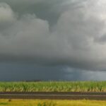 Chuva acima da média atrapalhou safra de cana-de-açúcar na 2ª quinzena de novembro